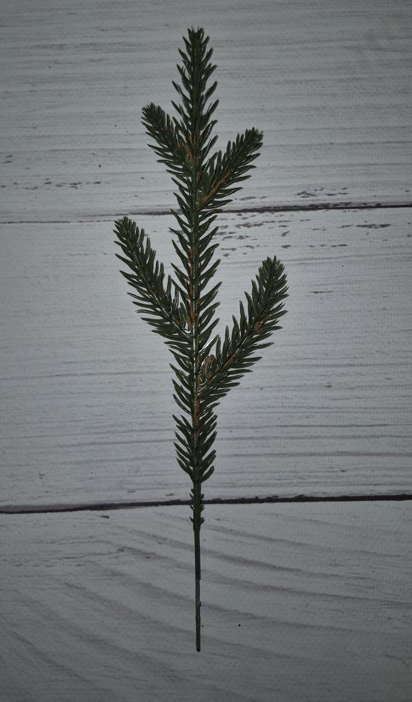 Pe Natural Spruce Branch Pe