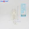 45cm Movable Human Skeleton Model: Ideal for Yoga, Art, and Orthopedic Education