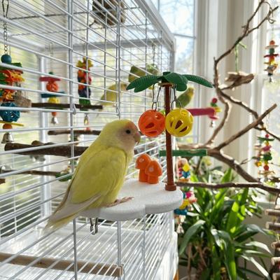 Pájaros – Juguetes para pájaros