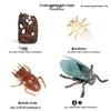Frog Life Cycle Model Set: Tadpole to Frog Educational Toys for Kids