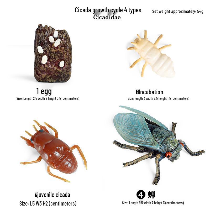 Frog Life Cycle Model Set: Tadpole to Frog Educational Toys for Kids