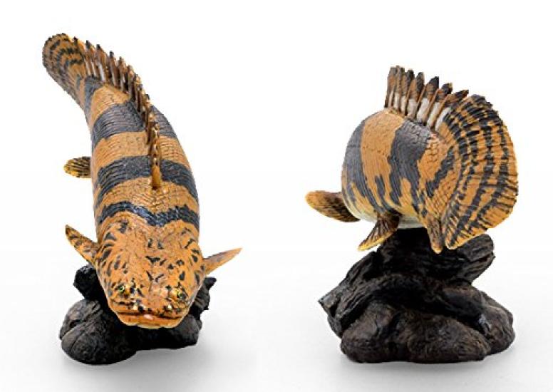 Polypterus endrikerii Soft Model (FF-004)