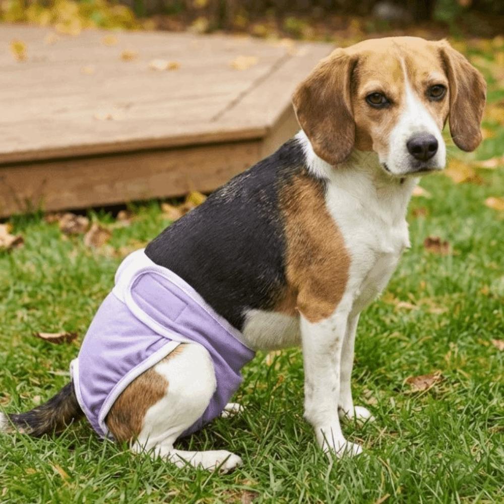 Leak-proof Pet Diapers Breathable Dog Menstrual Pants Pet Supplies Pet Underwear  Dog Heat Season
