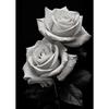 Modern Black and White Flower Posters Abstract Canvas Painting Print Pictures Wall Art Poster Home Living Room Decor Frameless