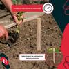 KOTARBAU® Geodetic Beech Wooden Stakes Support for Tomatoes, Vegetables, Trees, 40 CM, Set of 5
