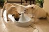PetSafe Automatischer Wasserspender für Hunde und Katzen Drinkwell 360 Haustierbrunnen
