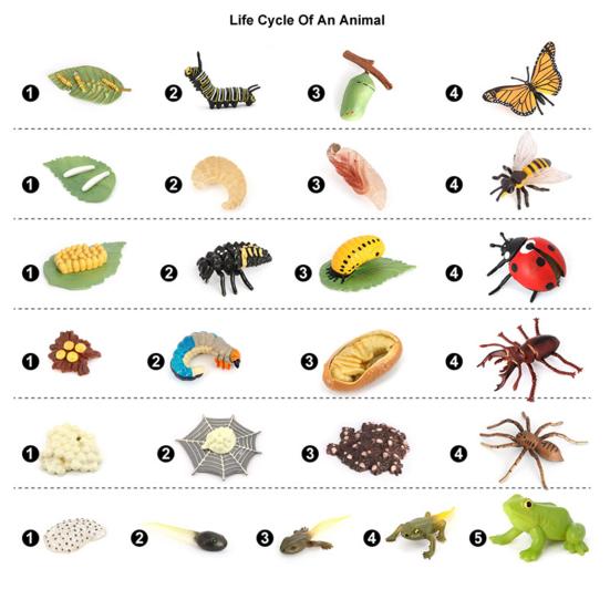 Simulation Insect Model Butterfly Growth Cycle Figurine Kids Educational Toy