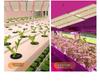 120W LED Quantum Board Grow Light with UV Switch and 0-10V Dimming