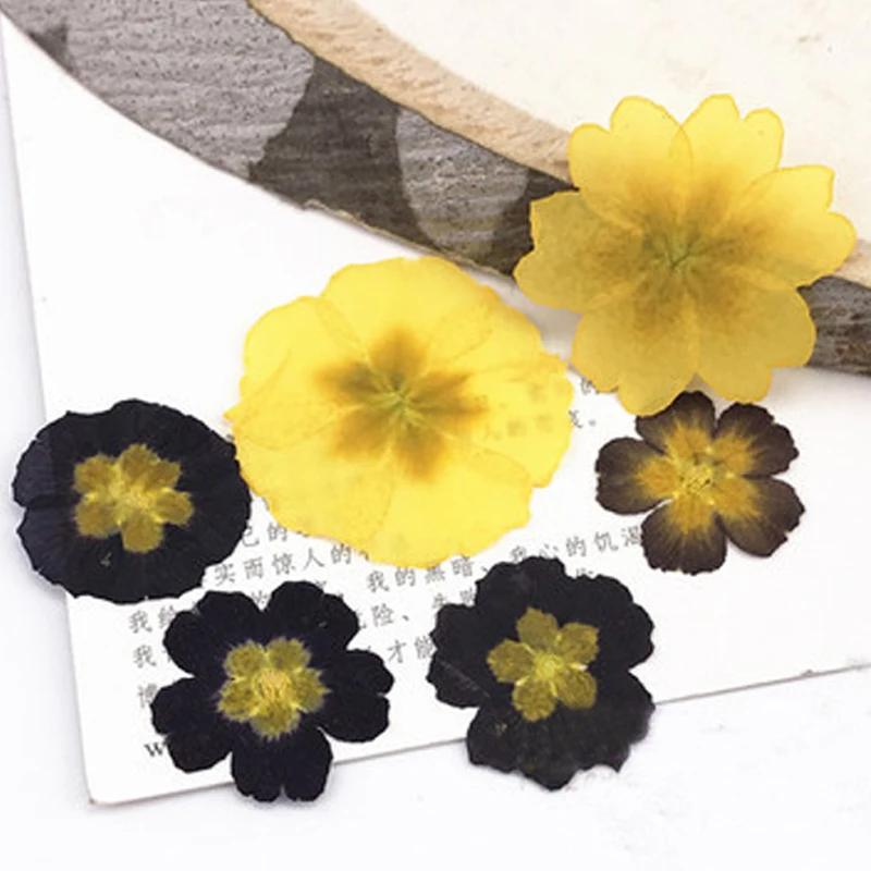 Primrose-Real Pressed Flowers Cell Phone Case for Aroma Candle Decoration, Yellow and Black, Resin, Free Shipping, 100Pcs