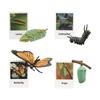 Animal Figurines Set for Biology Education And Party Gifts