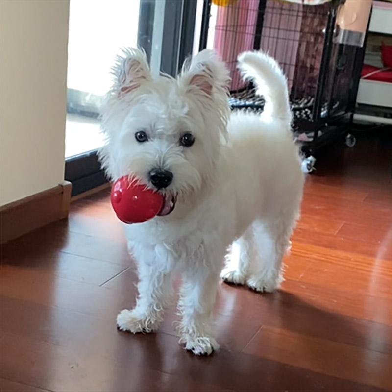 dogs acDog Toy Amazing Squeaker Ball Durable Floatable Springy Bite Resistant Best for Tossing Chasing Foraging Medium Large Dog