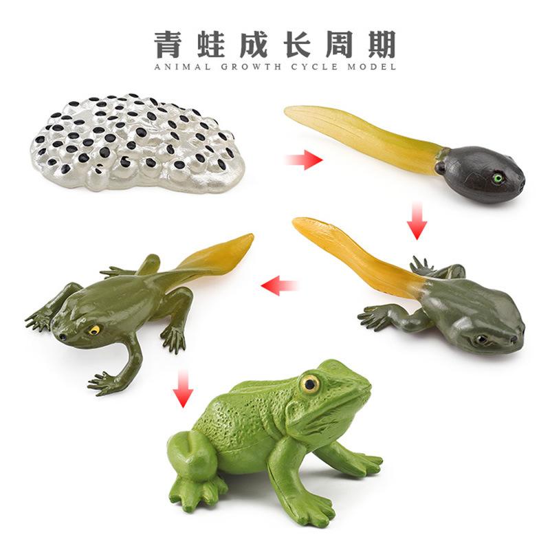 Life Cycle Board Montessori Kit Biology Science Education Toys For Kids Sensory Tray Animal Figure Life Cycle Sorting Wooden Toy