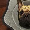 Yumuşak Köpek Tasması Yaka Ameliyat Sonrası İyileşme Tasması Ayarlanabilir Koruyucu Evcil Hayvan Tasması Önle