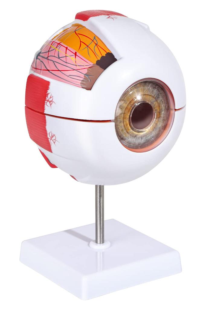 KIYOMARU 6x Large Eyeball Model that Opens and Disassembles, Human Anatomy Model, 3D Model