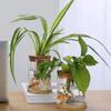 Thickened Hydroponic Plants Flower Pot Transparent Ecological Glass Vase  Desktop Decoration