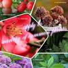 2 scatole di fertilizzante organico universale in compresse a rilascio lento per giardinaggio domestico, fertilizzante organico a base di farina di ossa, per nutrire le tue piante in un gioco da ragazzi(1 scatola/22 pezzi)