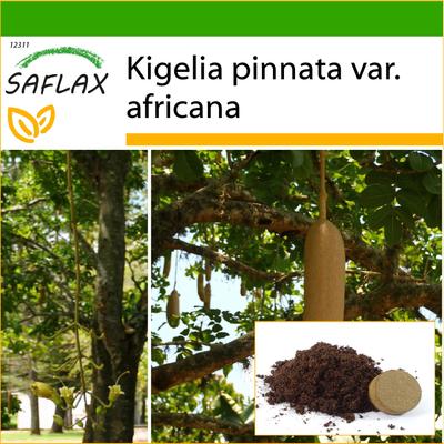 Sosis Ağacı - 10 tohum - Daha iyi yetiştirme için saksı altlığı ile - Kigelia pinnata