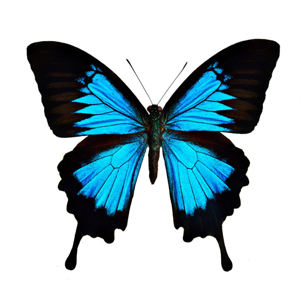 40 см Большие Бабочки Разноцветные 3D Наклейка на Стену Украшения-Бабочки Наклейки на Стену Декор для Дома Окна Свадебного Фона