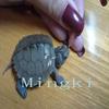 Mississippi Map Turtle Hatchlings - Outdoor Pond Pets, Small Deep Water Turtles, Internet Favorites
