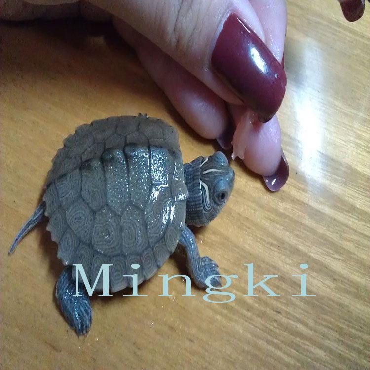 Mississippi Map Turtle Hatchlings - Outdoor Pond Pets, Small Deep Water Turtles, Internet Favorites