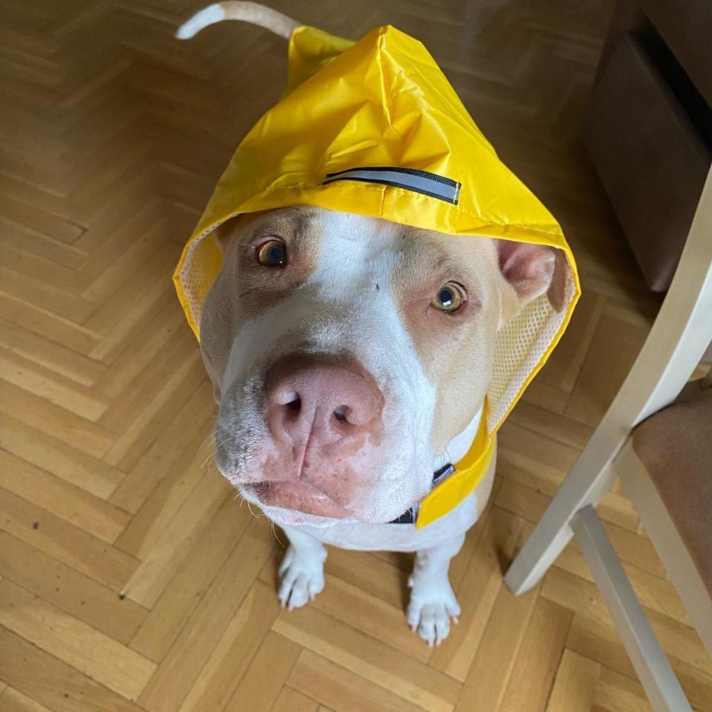 Reflective Large Breed Dog Rain Poncho - Waterproof & Windproof Hooded Raincoat