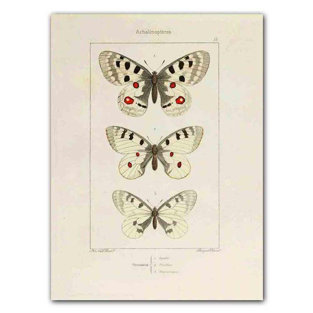 Nordic RETRO Art Canvas Painting Butterfly Insect Evolution Poster Living Room Corridor Wall Painting Home Decoration Mural No Frame