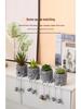Succulent Cartoon Characters: Cute Creative Desktop Ornaments