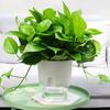 2 Layer 8.2/10.5/15.3/23.5 cm Watering Planter Self Watering Plant Flower Pot Self Watering Pot With Water Container