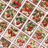 64 pcs,Vintage Strawberry Stamp Stickers,DIY Scrapbook,Mobile Phone,Skateboard,Luggage,Notebook,etc.,Holiday Gift or Reward Gift
