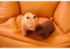 Cute Capybara Plush Toy - Kawaii Stuffed Animal Doll