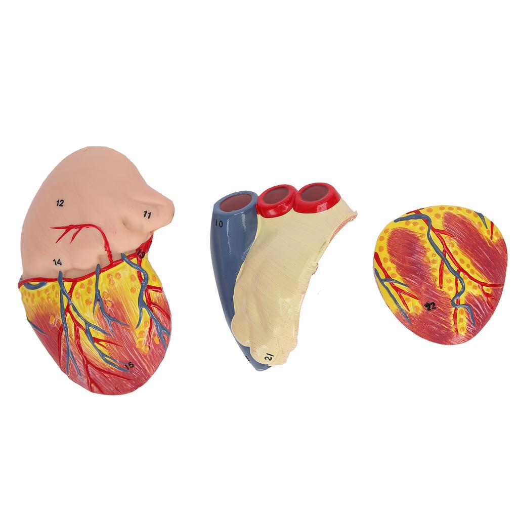 2X Life Size Heart Model Human Heart Teaching Model Simulation Heart Organ Model