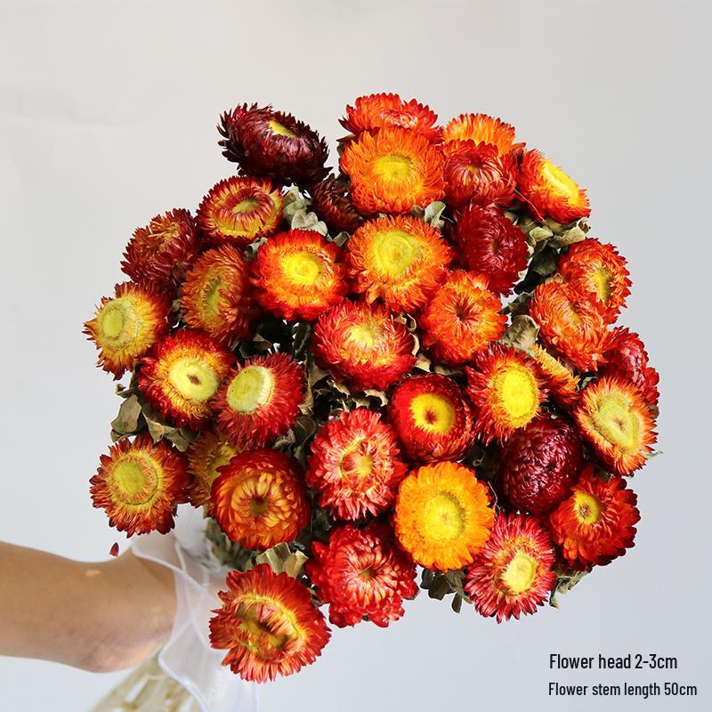 Daisy Dried Flower Bouquet for Living Room and Bedroom Décor - Natural Yunnan Flowers for Display or Photo Props
