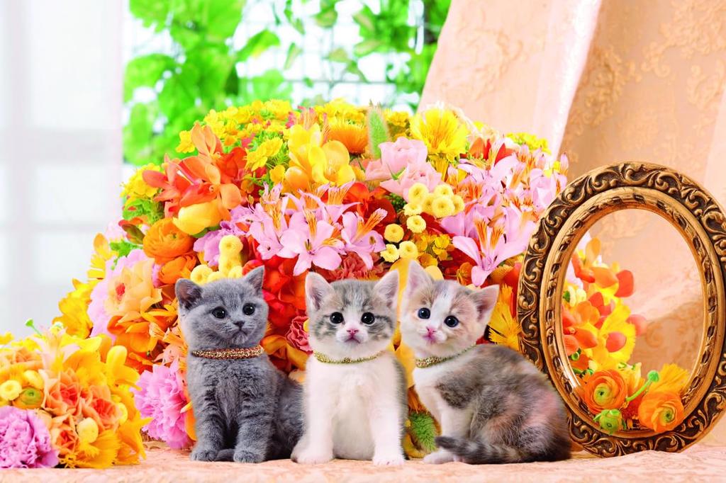 1000-piece Jigsaw Puzzle: Become a Puzzle Master: Flower Cat (50x75cm)