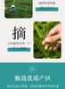Xiaocha Diary Tea Yellow Tea Huoshan Yellow Sprout Bagged 125g Anhui Spring Tea Drink It Yourself