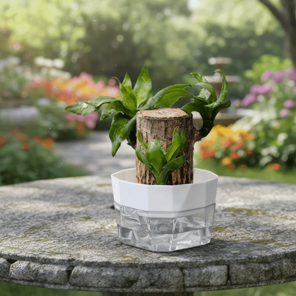 6PCS Root Visibility Hydroponic Container Eco-Friendly Plastic Butterfly Orchid Flowerpot Water Storage Lazy Flowerpot Office