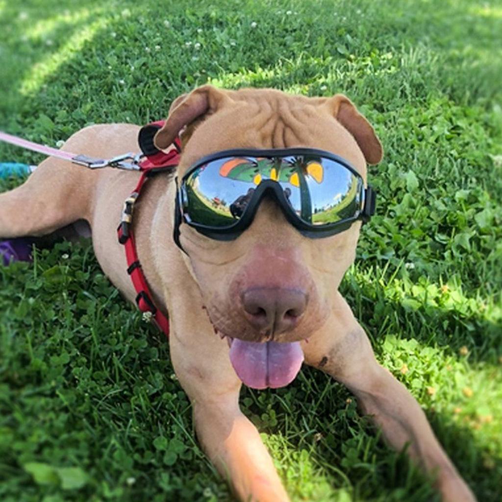 bad dog sunglasses