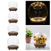 Clear Glass Display Case Dustproof Dome Premium Ball Shaped Decorative Stable Plant Flower