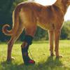 Dog Walking Shoes No-Knuckling Non-Slip Corrective Foot Protector Paw Dragging Support Boot Brace For Walking Running Activities