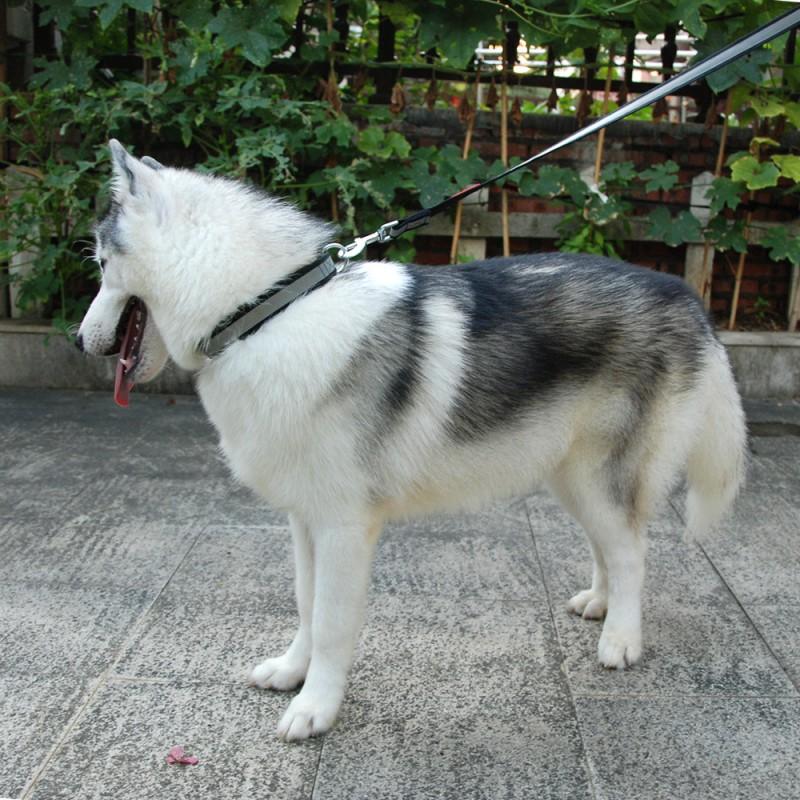 Large Dog Reflective Nylon Collar Leash Set Adjustable Sizes L XL Heavy Duty Pet Walking Gear