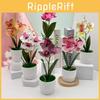 Butterfly Orchid Artificial Plant With 3d Printing For Home Decor And Photography Props
