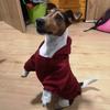 Kleine Hundekleidung Winter Haustier Hoodie Welpen Katze Mantel Jacke Französische Bulldogge Chihuahua Yorkie Kostüm Mops Outfits Haustiere liefert