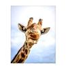 Giraffe Print Blanket Flannel Blanket for Sofa Office Bed Camping Travel Gift Blanket