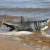 Realistic Dinosaur Megalodon 28Cm Like a Living White Shark Predator