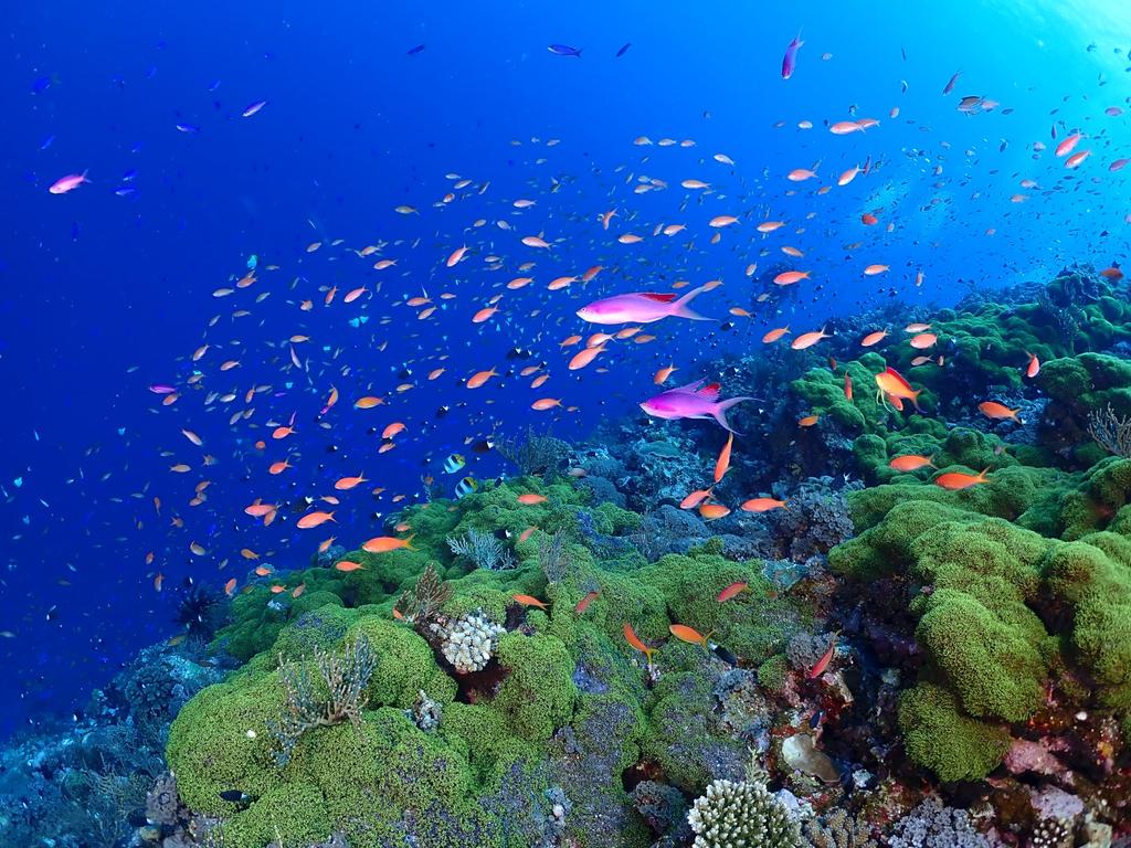 OM Waterproof Protector SYSTEM/OLYMPUS TG-6 PT-059