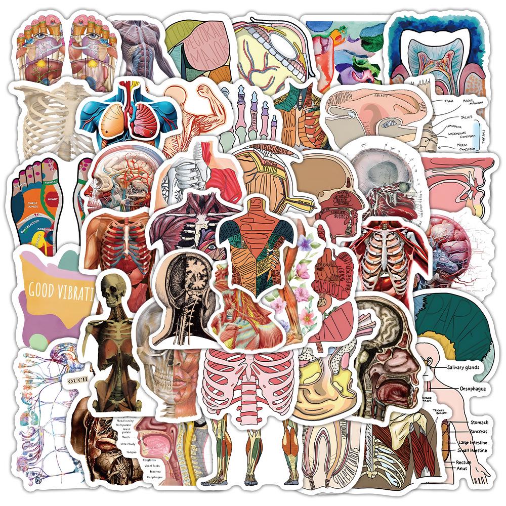 50 Sheets Human Anatomy Stickers - Waterproof Medical Organ Graffiti Decor for Phone & Suitcase