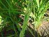 Nakashima Rice Goitsu Boshi Rice Meister Kumamoto Premium Pesticide-Free Hinohikari Reiwa 7th Year Harvest Brown Rice 2kg