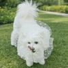 Breathable Dog Anti-Eating Veil Comfort Adjustable Pet Protective Mask Elastic Polyester Anti Chew Mouth Mask Behavior Control