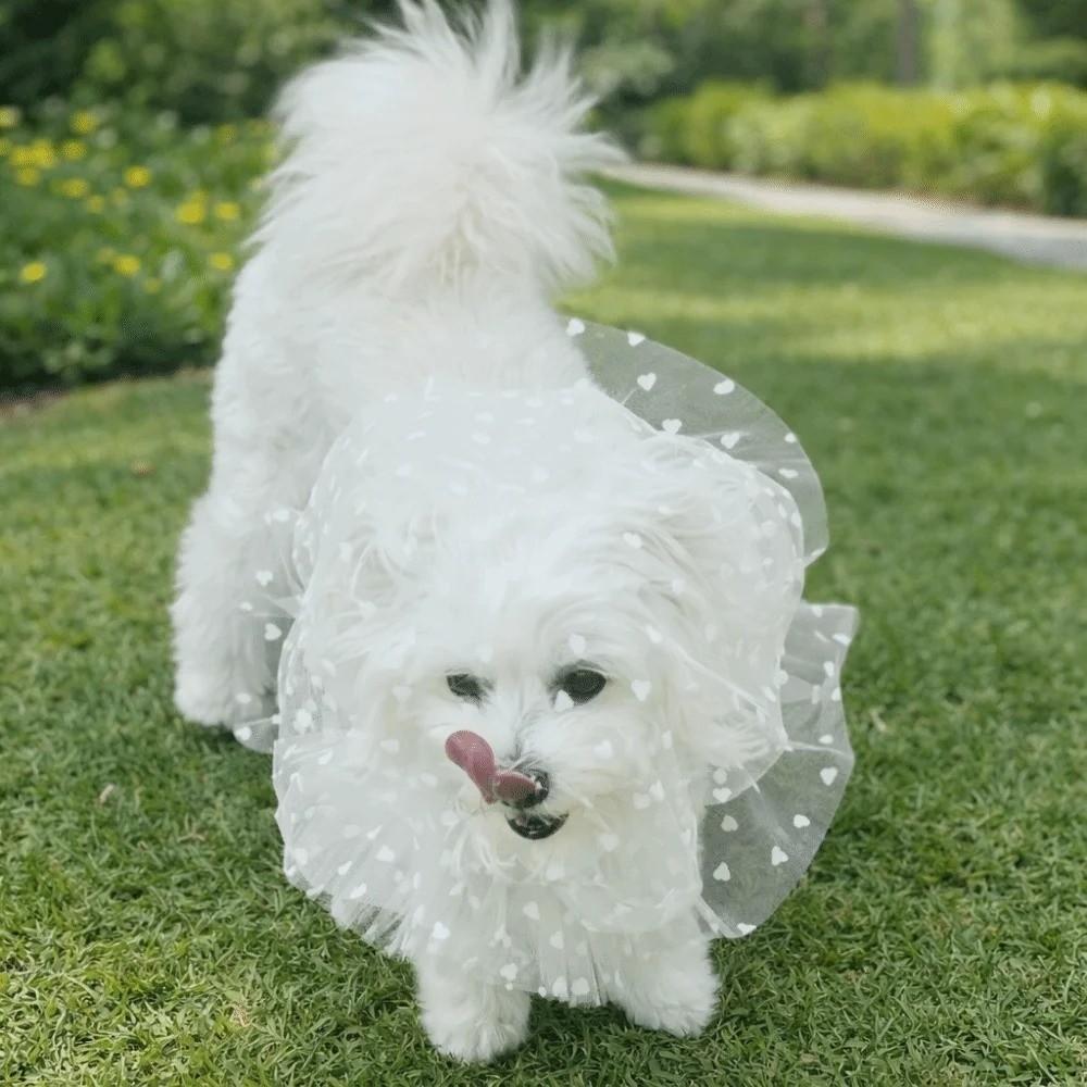 Breathable Dog Anti-Eating Veil Comfort Adjustable Pet Protective Mask Elastic Polyester Anti Chew Mouth Mask Behavior Control