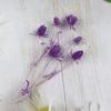 Preserved Eryngium Blue Planet Glass Dome DIY Wedding Flowers