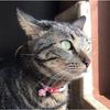 PetSoKoo Four-Leaf Clover Cat Collar with Bell Breakaway Buckle. Japanese Chirimen,Cute Kitten Collar for Girl Boy Cat